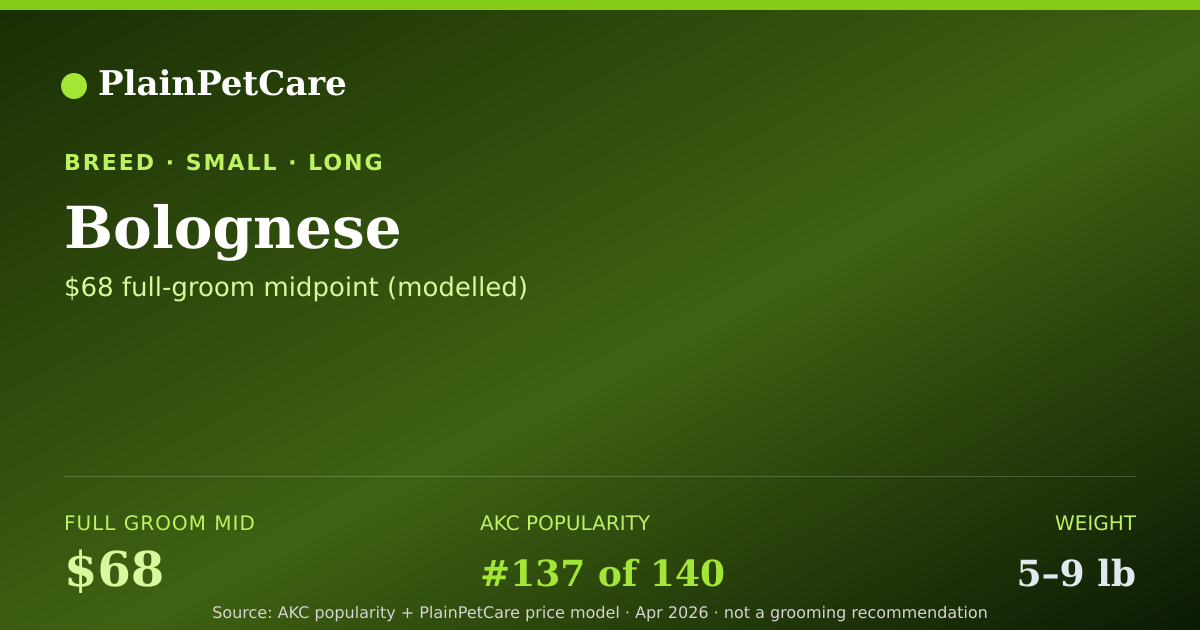 Shareable card for Bolognese Grooming Prices, How Much Does It Cost?